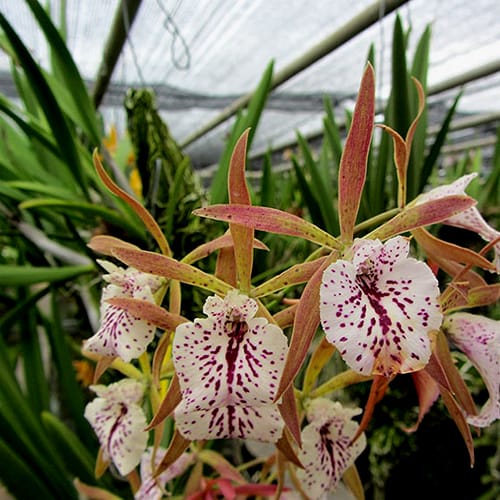 Encyvola Jairak Treasure Pitohui orchid flower with star shaped green to creamy yellow petals and contrasting lip, elegant fragrant bloom ideal for indoor orchid decor in India