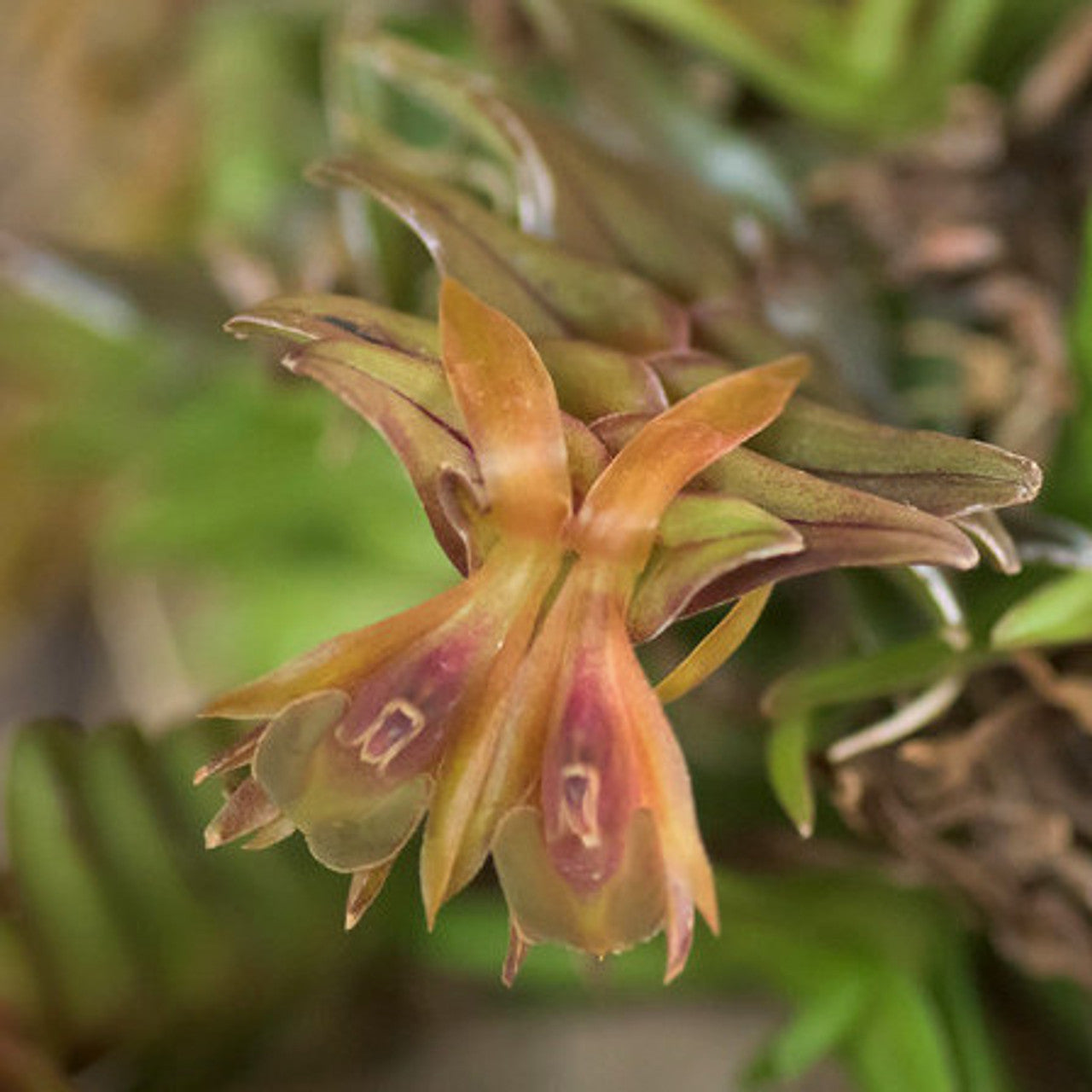 Epidendrum schlechterianum miniature orchid flowers with bright orange to reddish star shaped blooms, small clustered flowers on slender stems, rare species orchid for collectors in India.