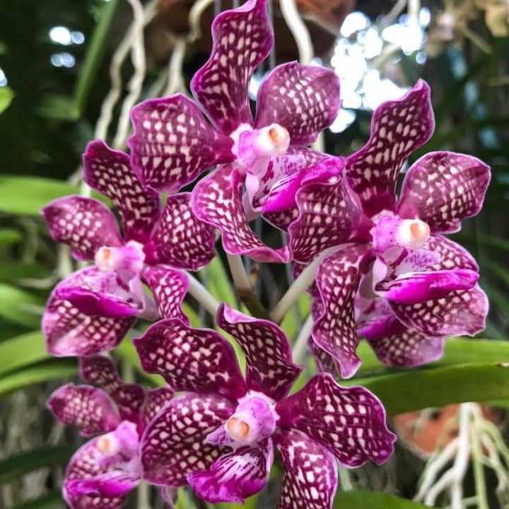 Shop Tessalata x Mini Palmer Orchid Exquisite Hybrid with Unique Charm  for Your Home or Garden