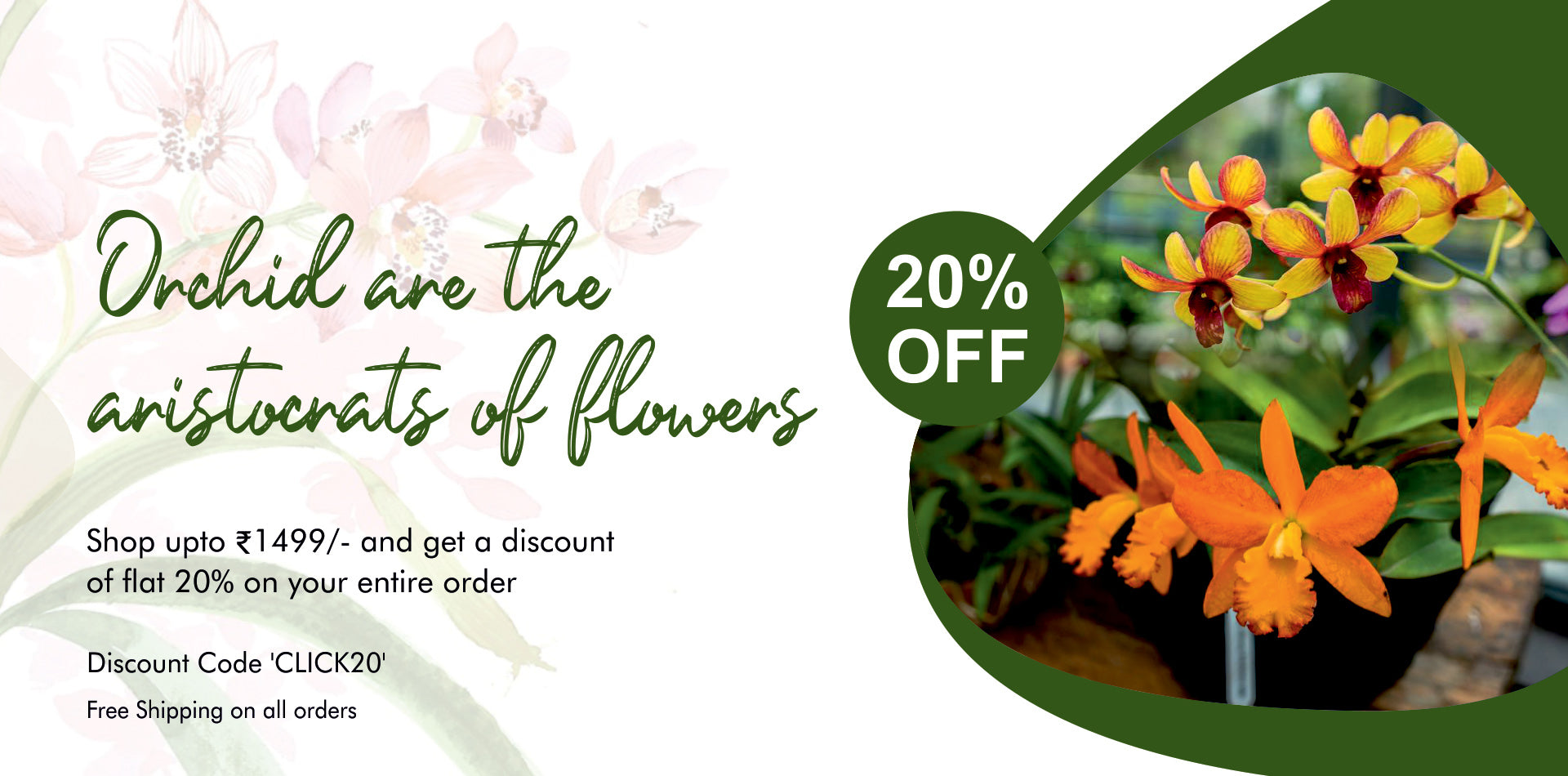romotional banner featuring vibrant orange and yellow orchid flowers with a flat 20% discount using code CLICK20 and free shipping on all orchid plant orders from Click Orchid.