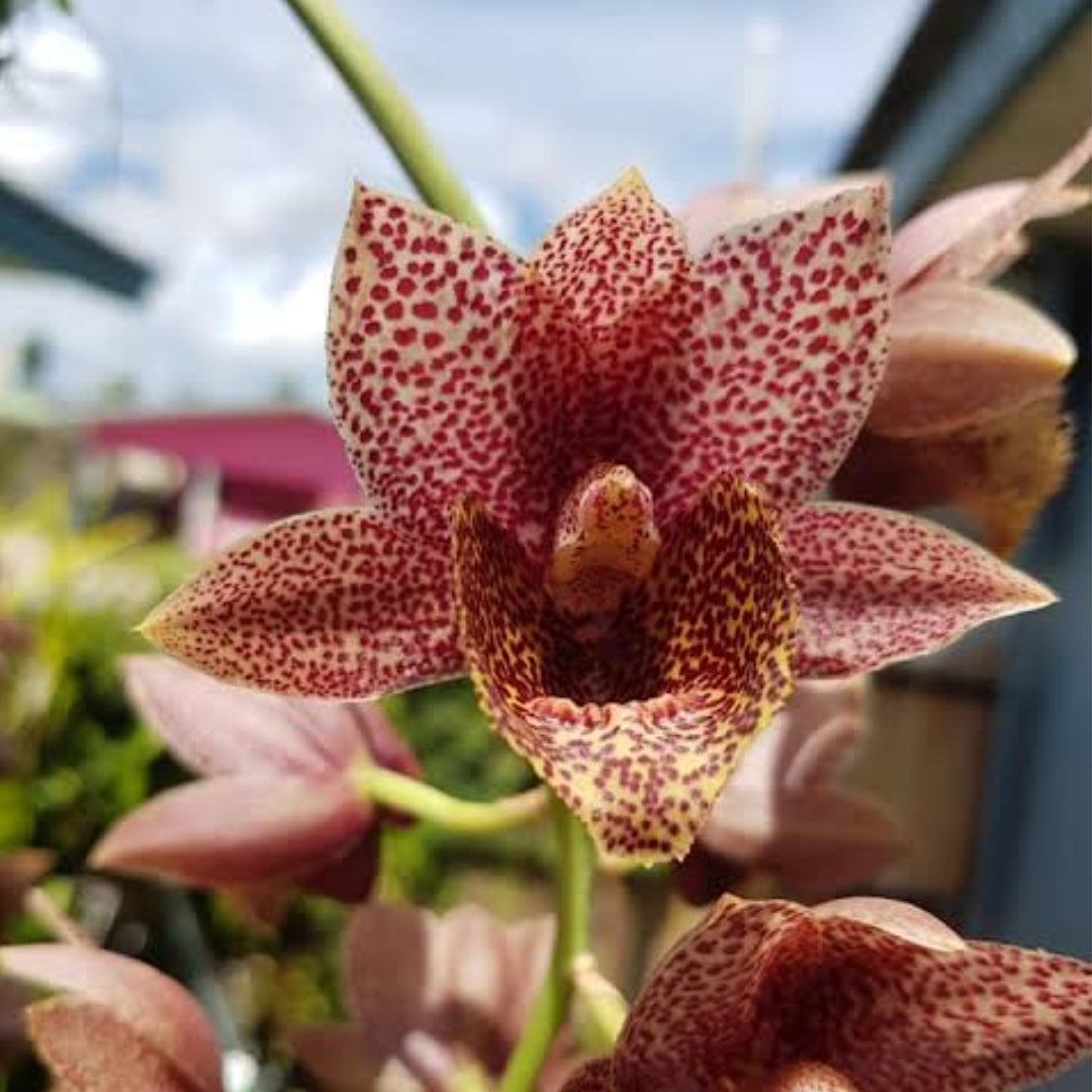 Fredclarkeara Kelly Longley orchid flower with exotic blooms, rare orchid hybrid plant for sale online in India, premium collector orchid from Click Orchid.