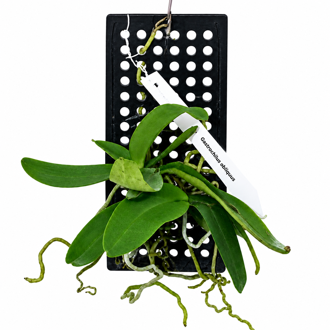 Healthy Gastrochilus obliquus orchid plant with compact green foliage growing in a pot or mounted display for orchid collectors in India.