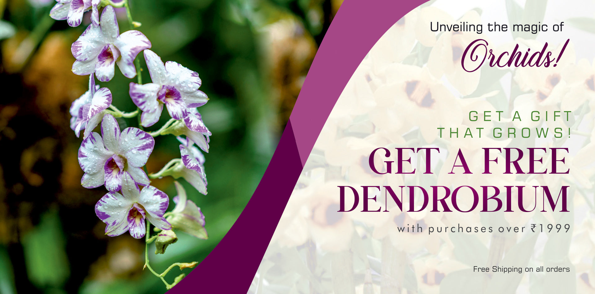 Promotional banner featuring blooming purple and white Dendrobium orchids with a special offer to get a free Dendrobium orchid on purchases over ₹1999 and free shipping across India.