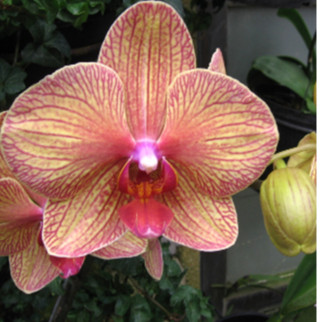 Phalaenopsis Younghome Golden Leopard