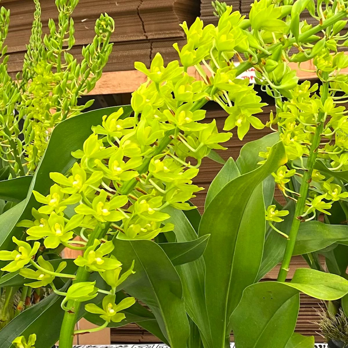 Grammatophyllum Scriptum Green orchid flower with vibrant green blooms, star shaped petals, and exotic tropical orchid beauty ideal for orchids online India, rare species orchid collections, and premium flowering orchid displays.