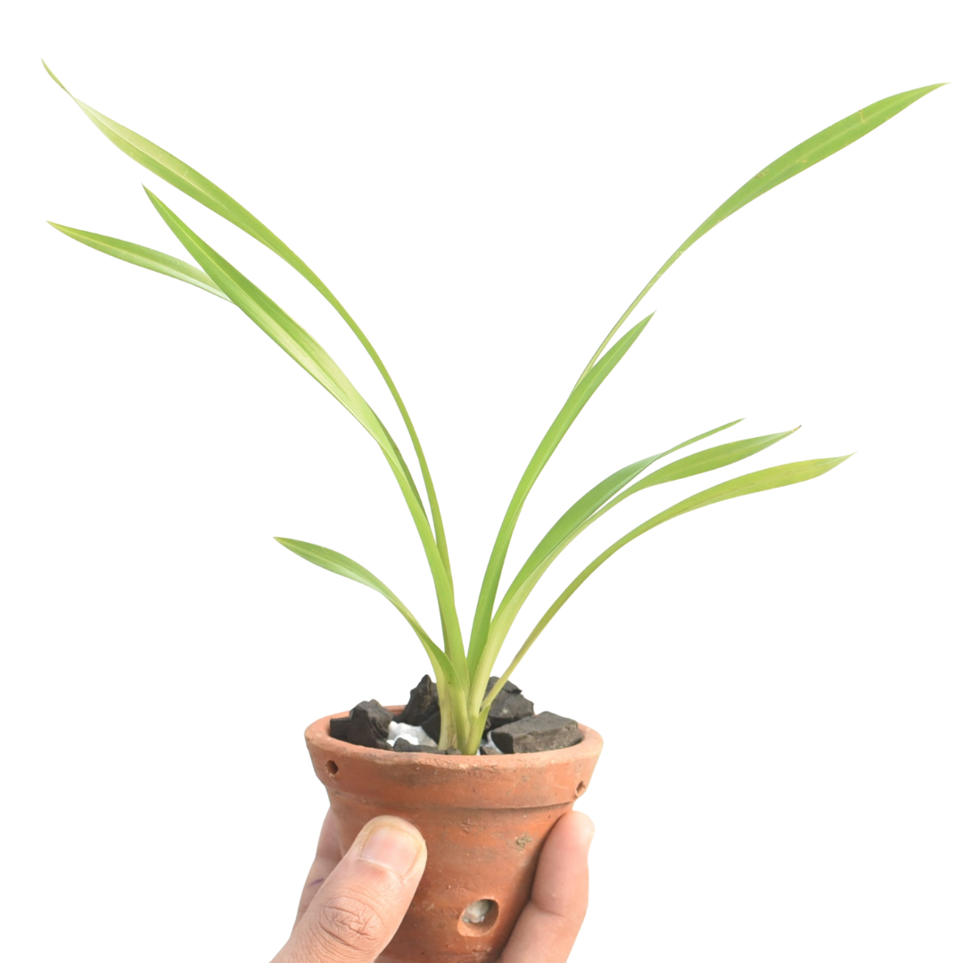 Healthy Grcym Lovely Melody Hobbit × Cym Endifolium Exquisite orchid plant featuring narrow arching green foliage, compact growth habit, strong roots, and warm growing Heat Tolerant Cymbidium hybrid structure ideal for tropical climates.
