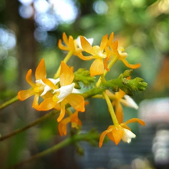 Grosourdya nitida