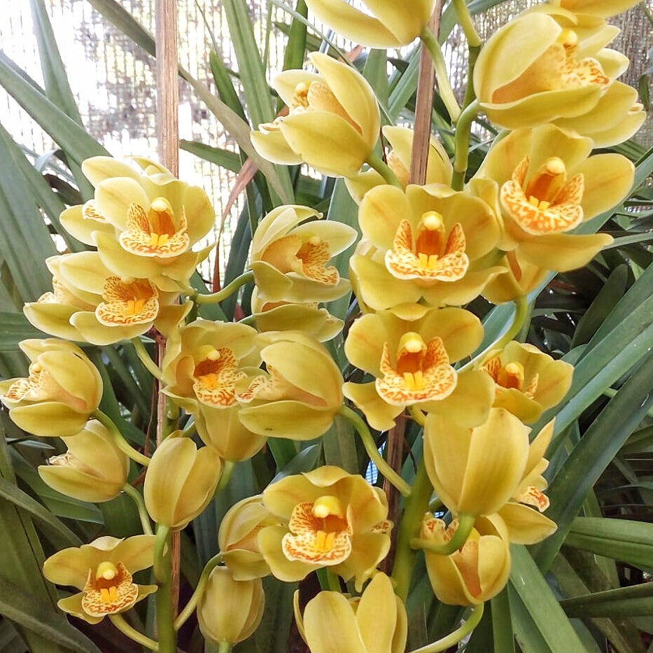 Cymbidium Mini Dream 'Gold Soveriegn'