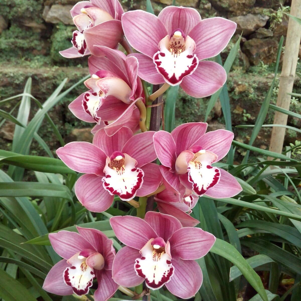 Introducing the captivating Cymbidium Valley Chianti Wine Orchid, a true delight for the senses.