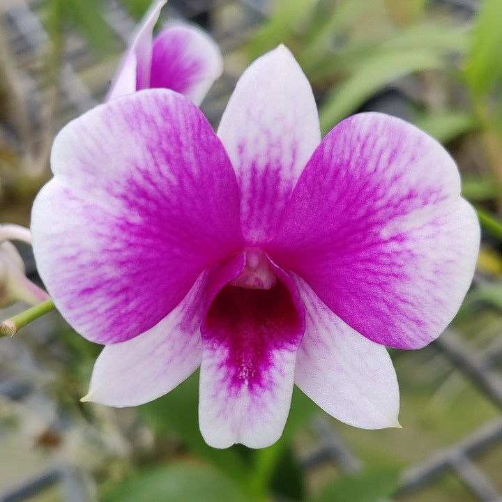 Dendrobium Pink Panda
