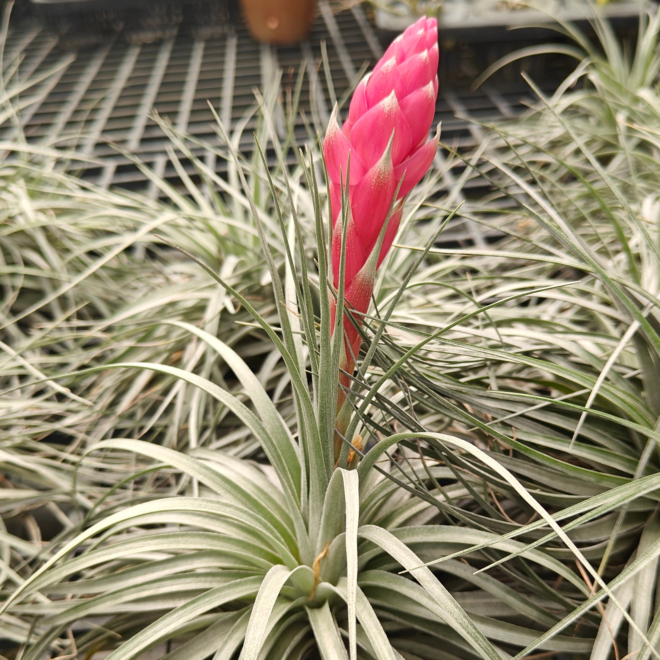 Tillandsia Stricta
