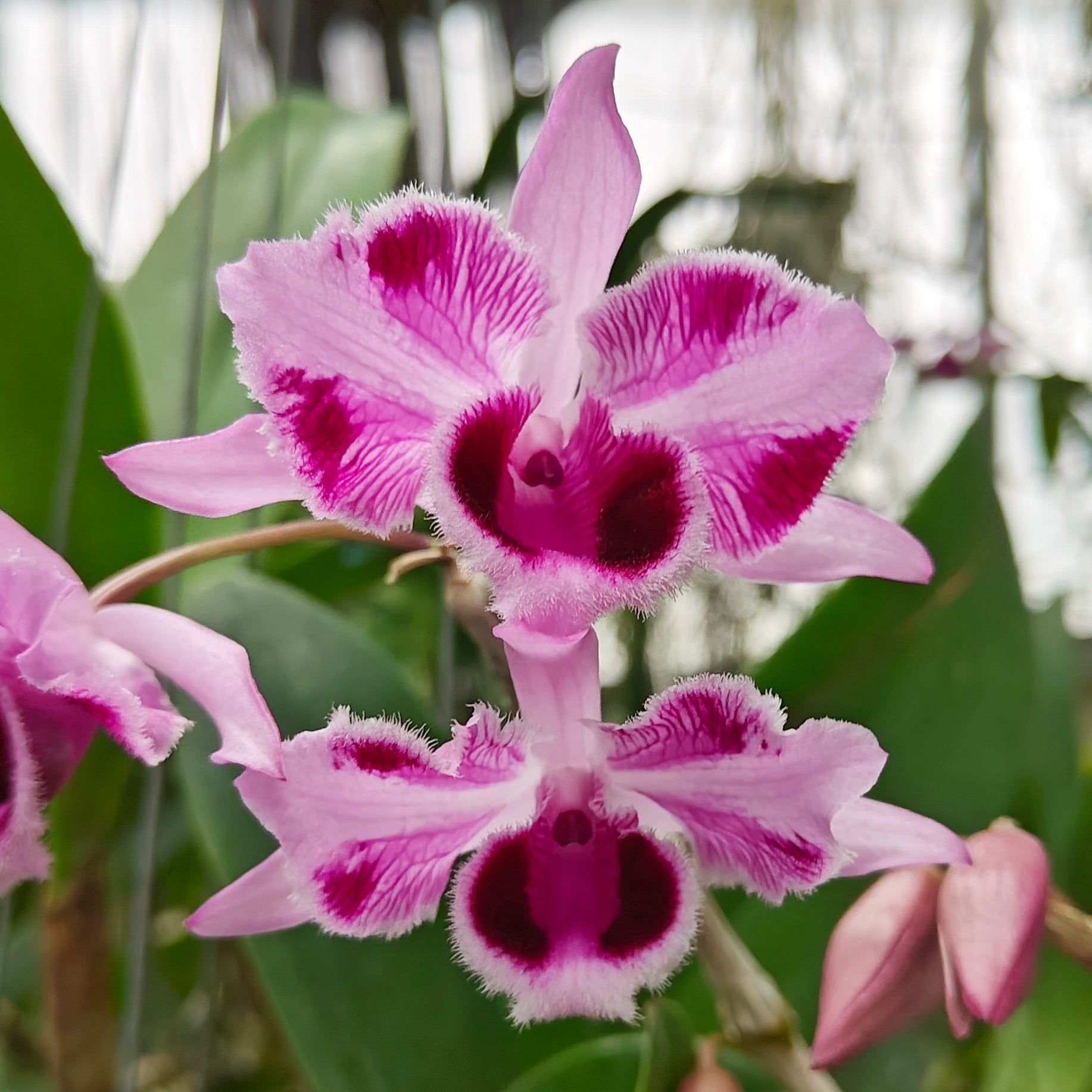 Dendrobium Nestor White x parishii 'Damrong Star'