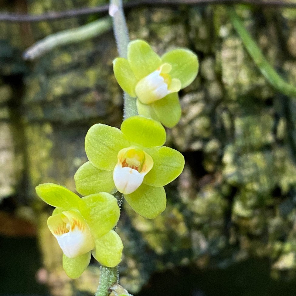 Chiloschista nakornpanomensis