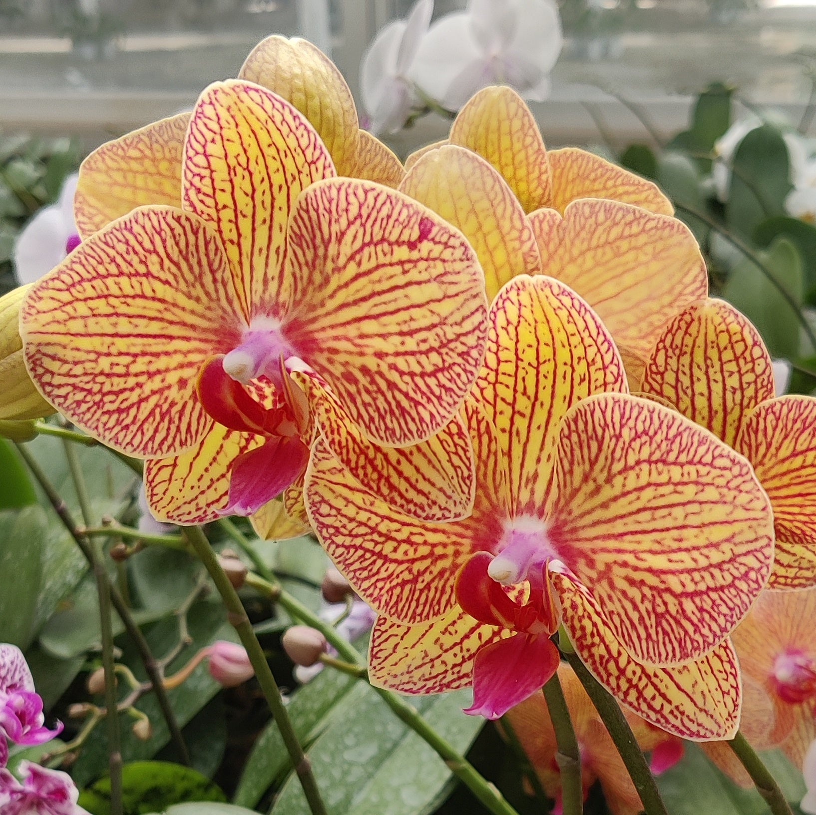 orchid phalaenopsis orange