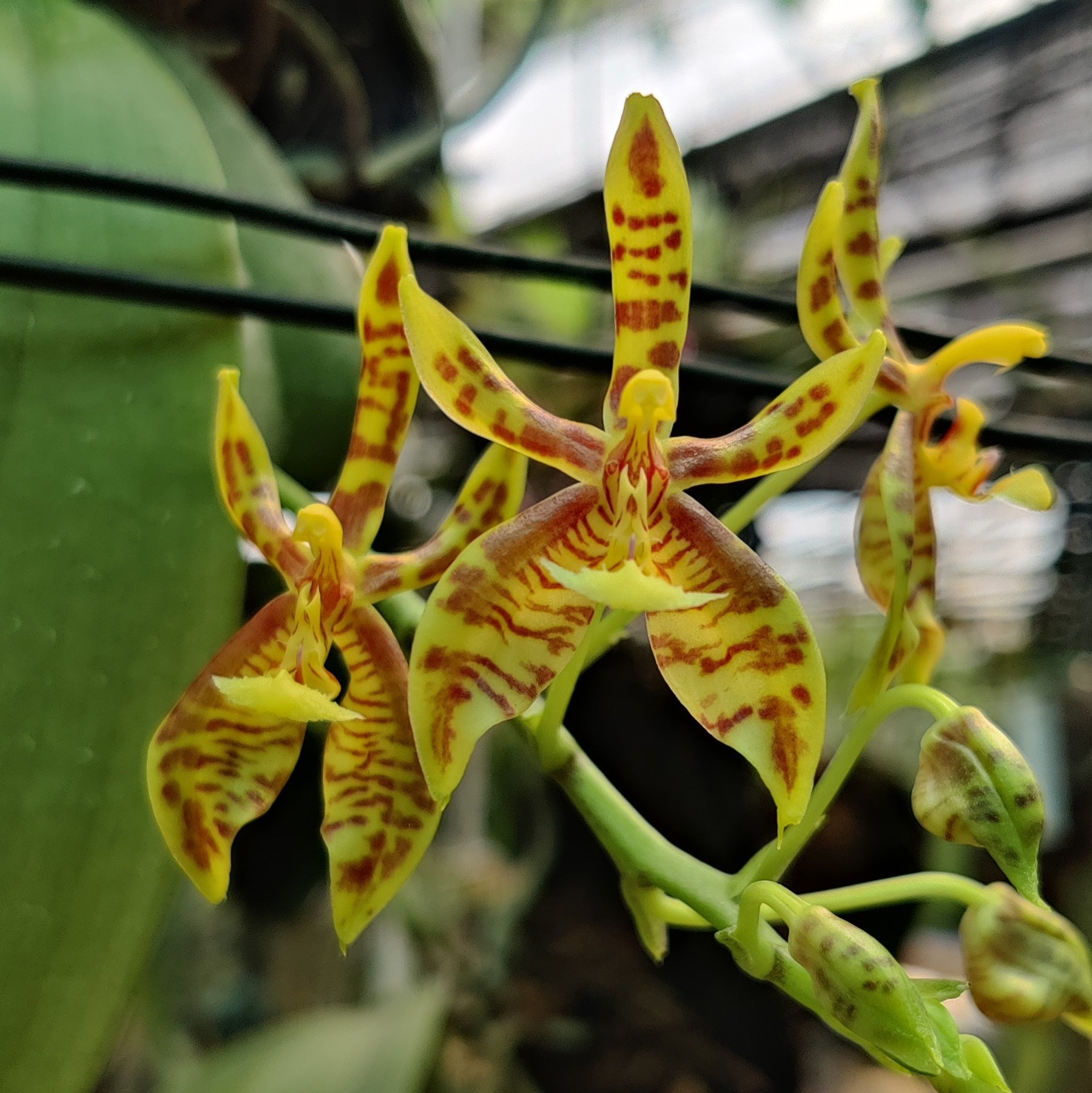 Phalaenopsis Mannii Orchid Flower - Exotic and Elegant Orchid with Striking Petals - Order Now