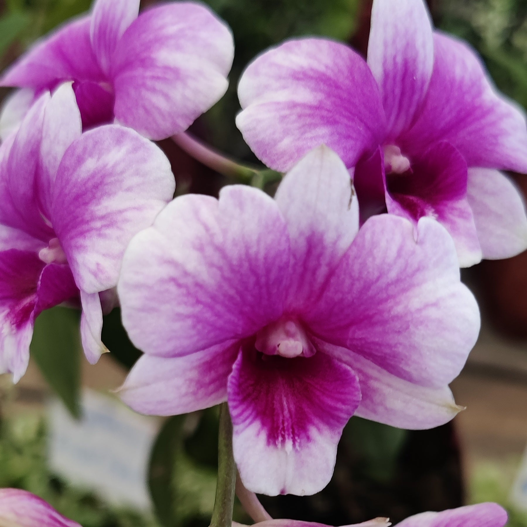 Dendrobium Seree x Tri Angel