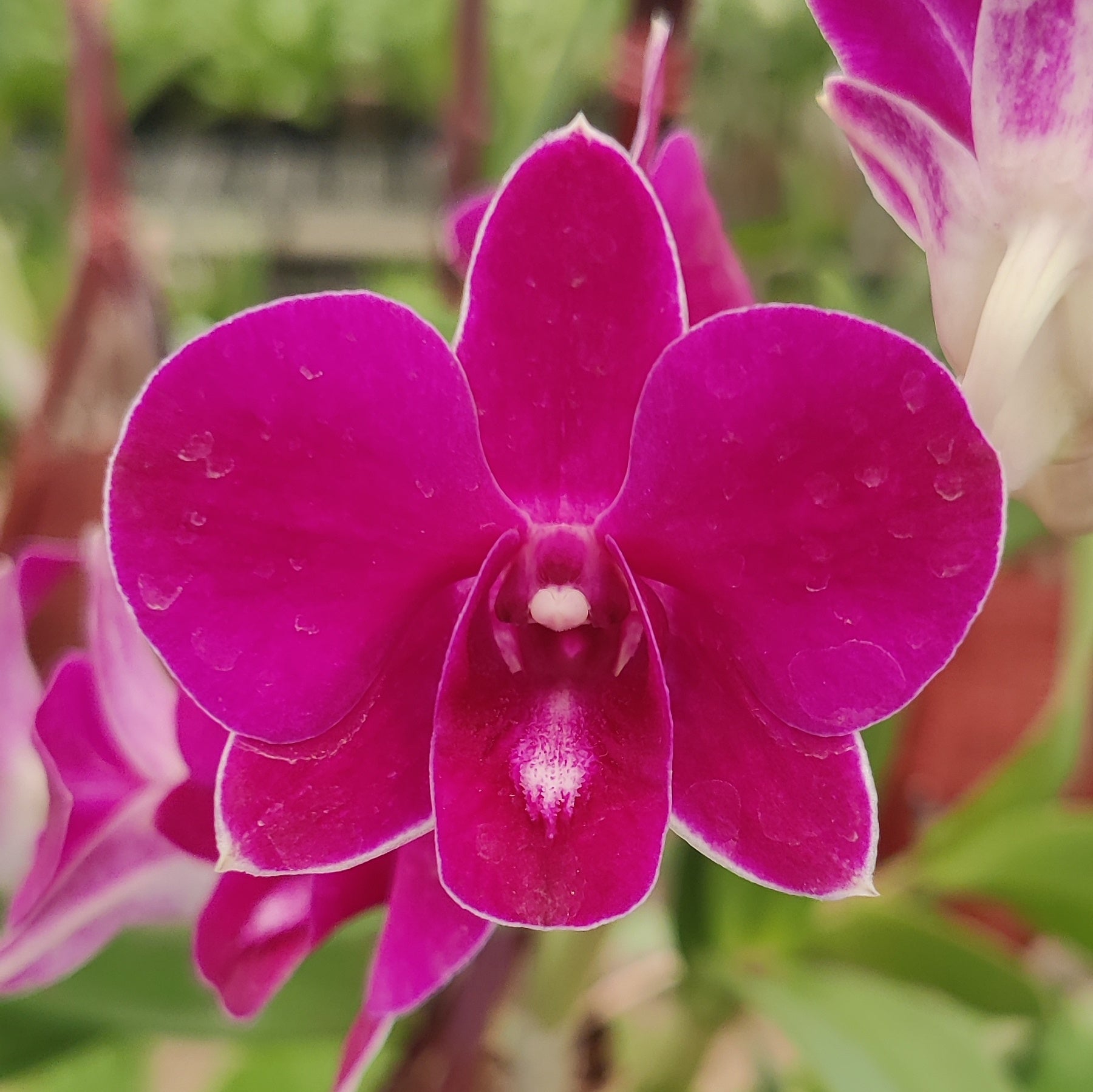 Dendrobium More Red Thailand