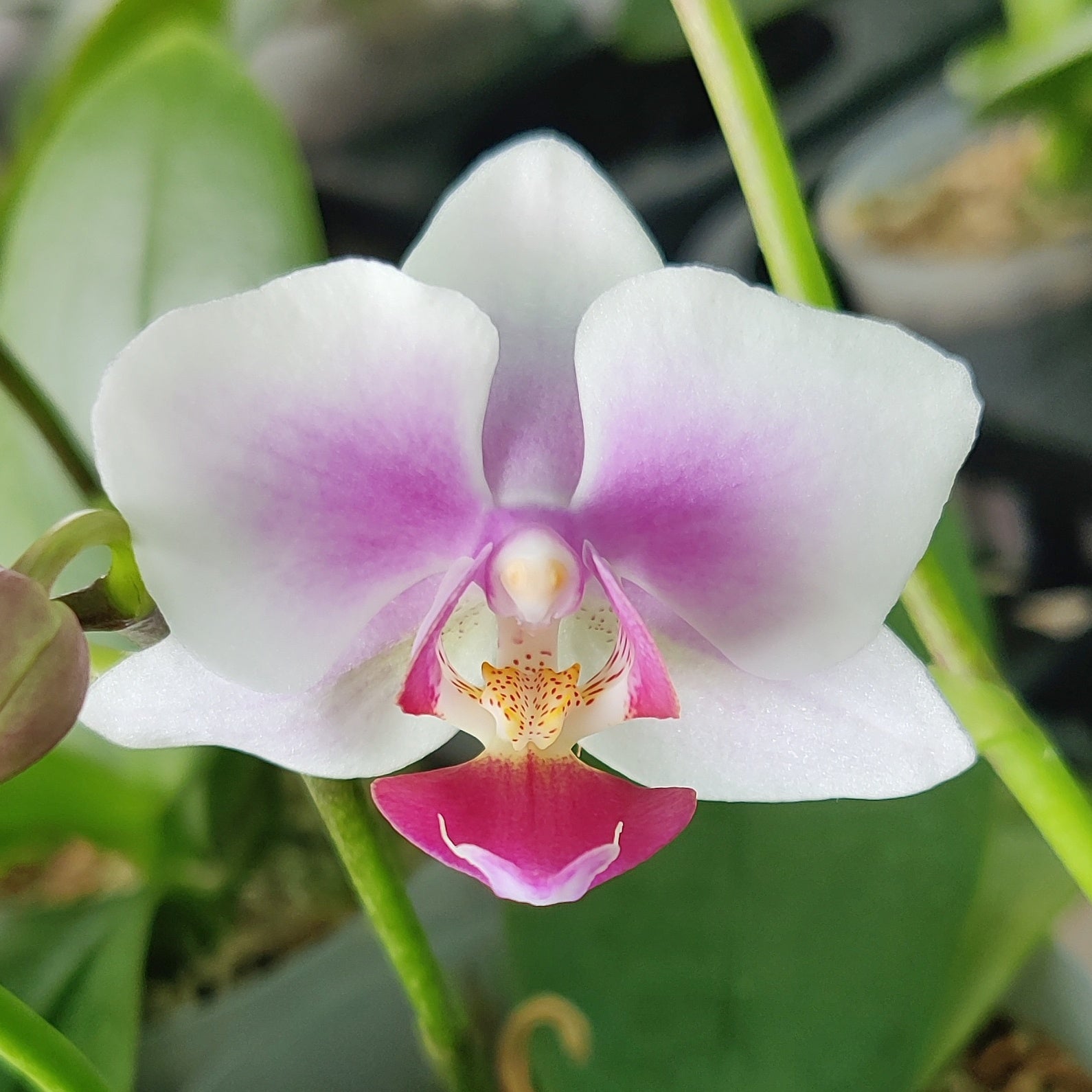 Phalaenopsis Madrid