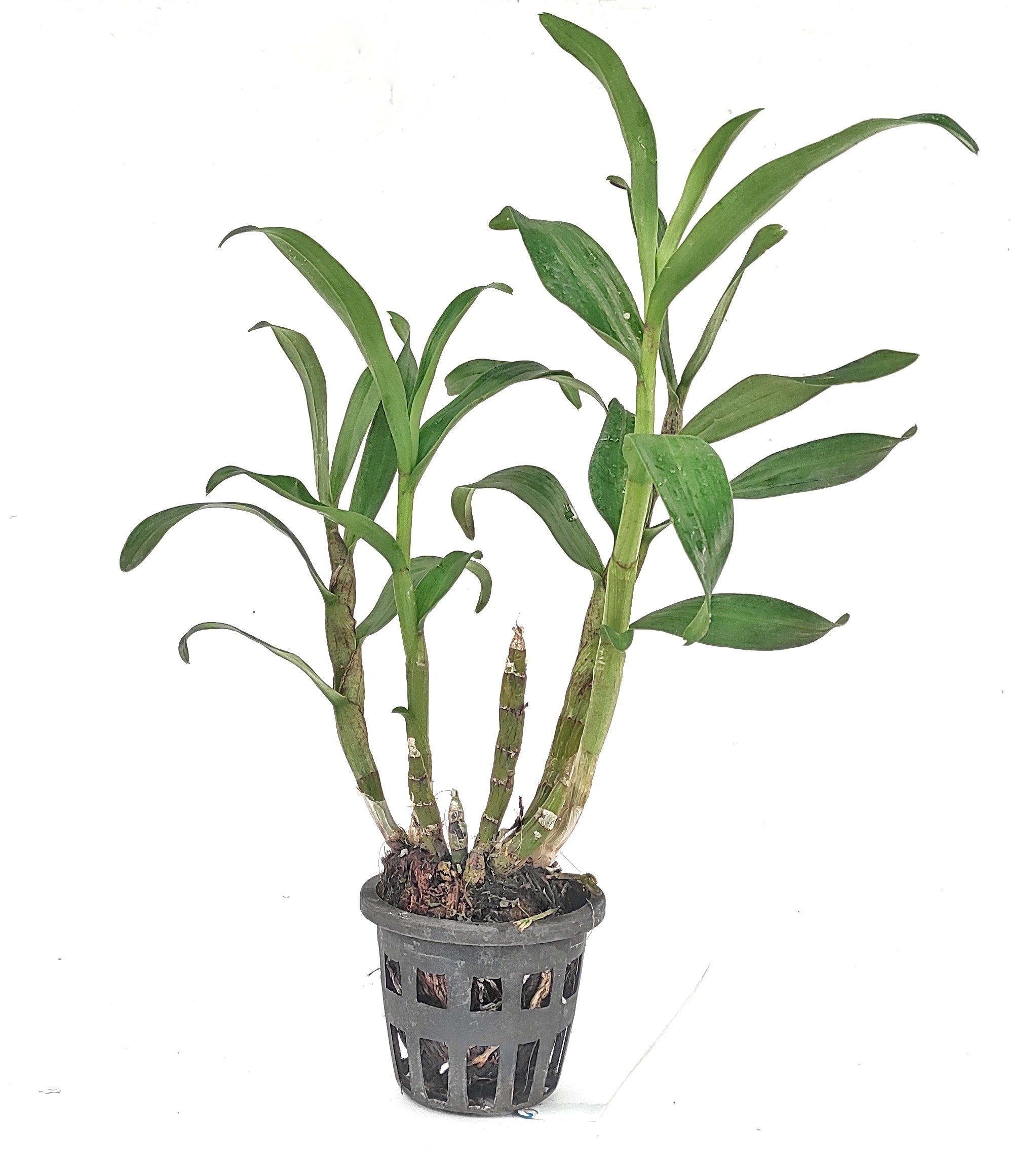 Dendrobium Gatton Sunray Orchid Plant - Vibrant Yellow Blooms with Striking Petal Patterns