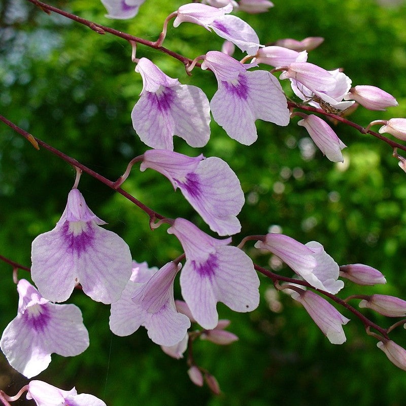 Ionopsis Utricularioides