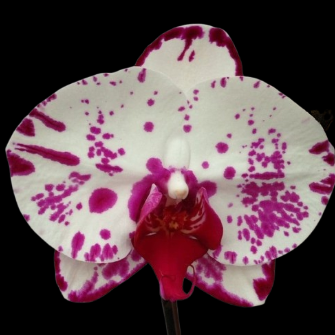 Phalaenopsis JCJD09 orchid flower with white petals and bold magenta pink spots and deep red lip, exotic spotted moth orchid bloom, colourful Phalaenopsis orchid India