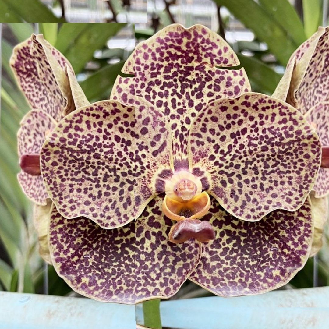 Vanda Kulvadee Fragrance '708'