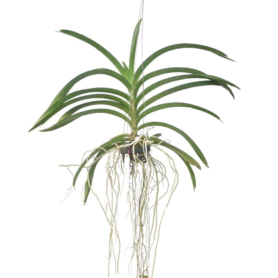 Vanda Kulvadee Fragrance '708'