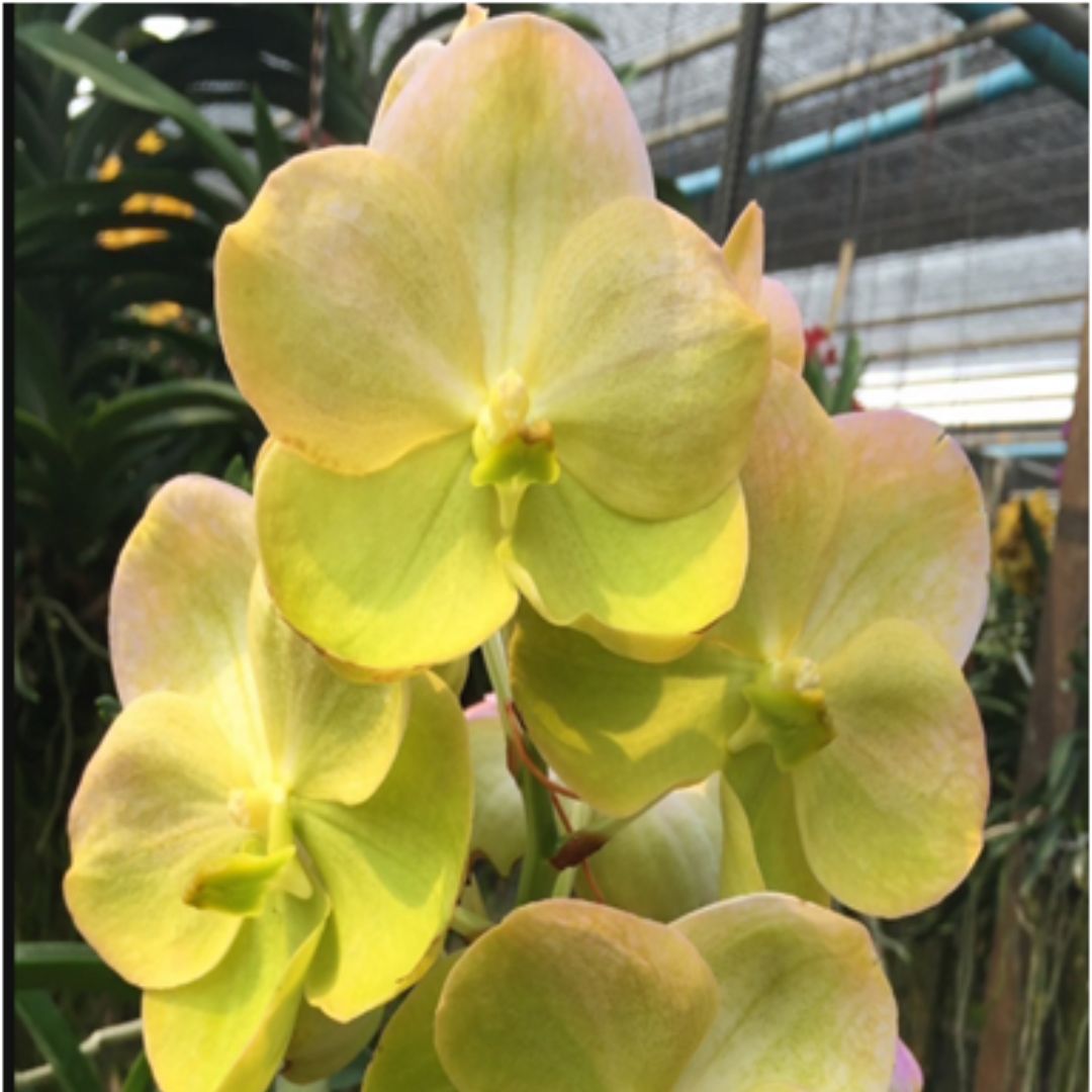 Vanda Yellow Butterfly '466'