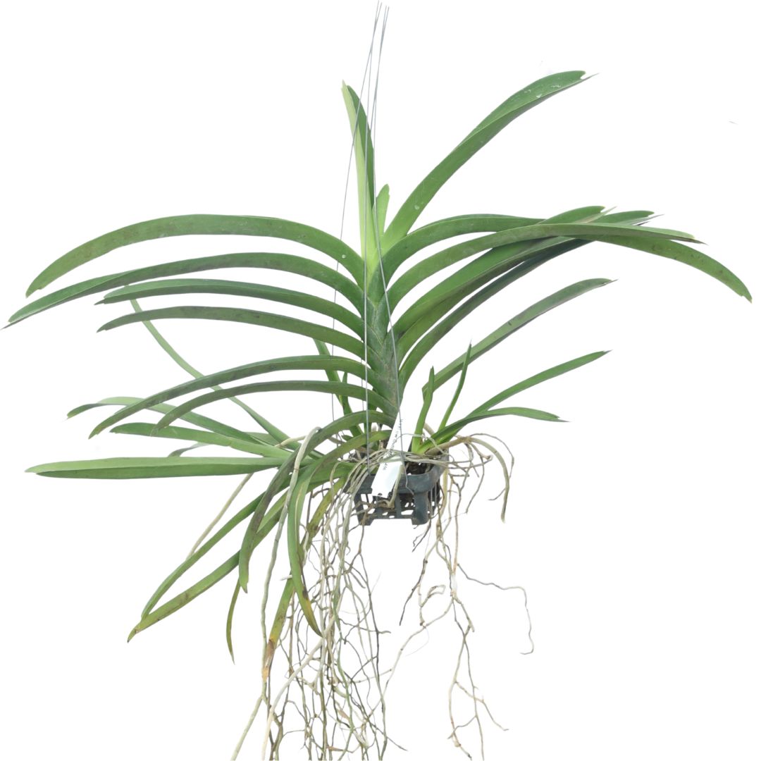 Vanda Yellow Butterfly '466'