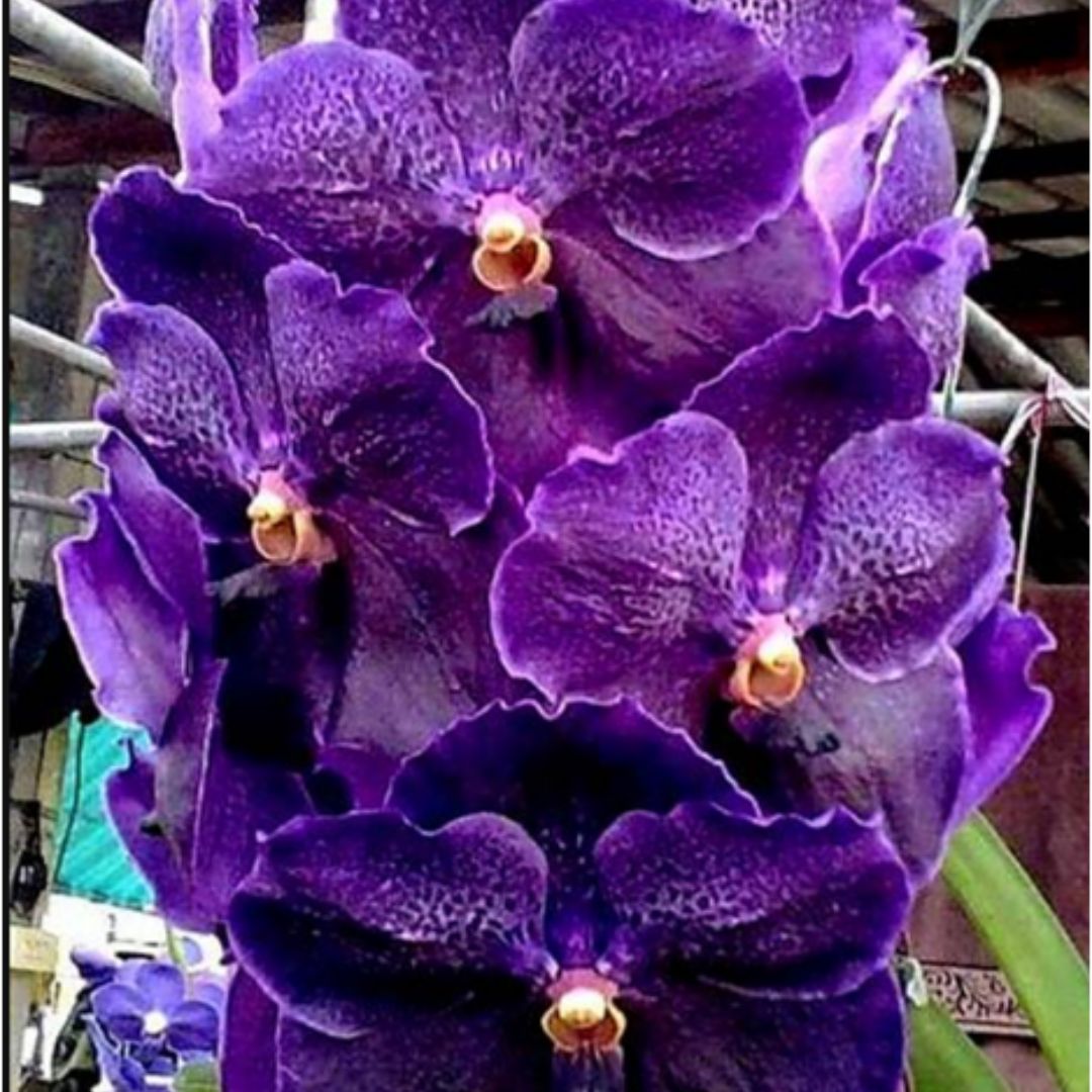 Vanda Kaseam x Dr.Anek