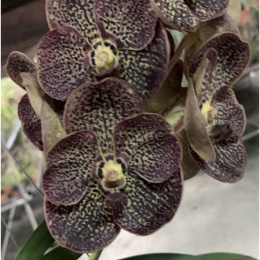 Vanda Kulvadee Fragrance '529'