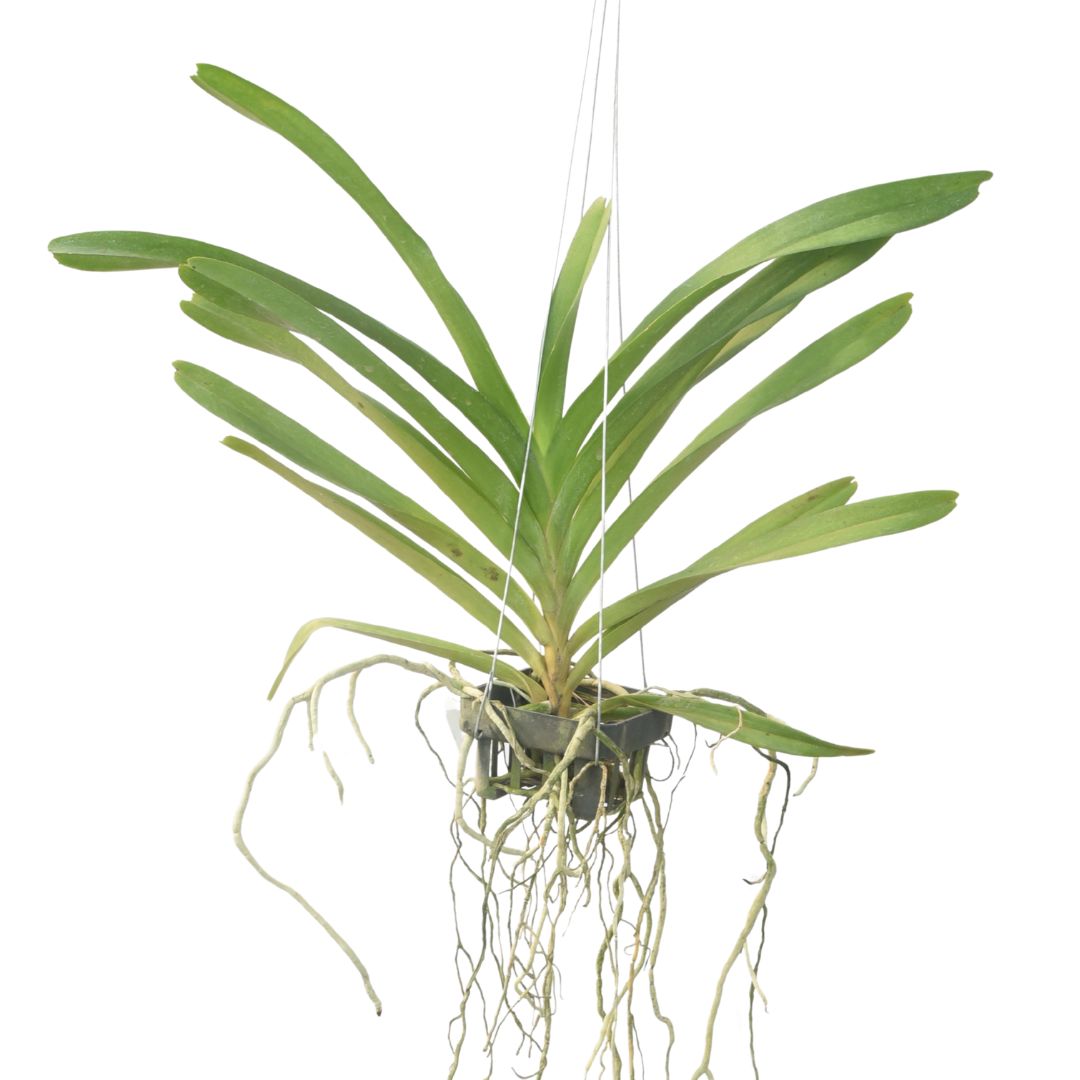 Vanda Luang Prabang