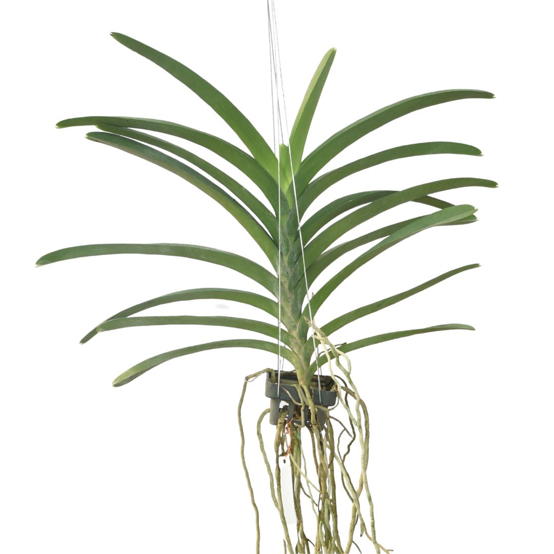 Vanda Rasri Gold x Pranium Phai