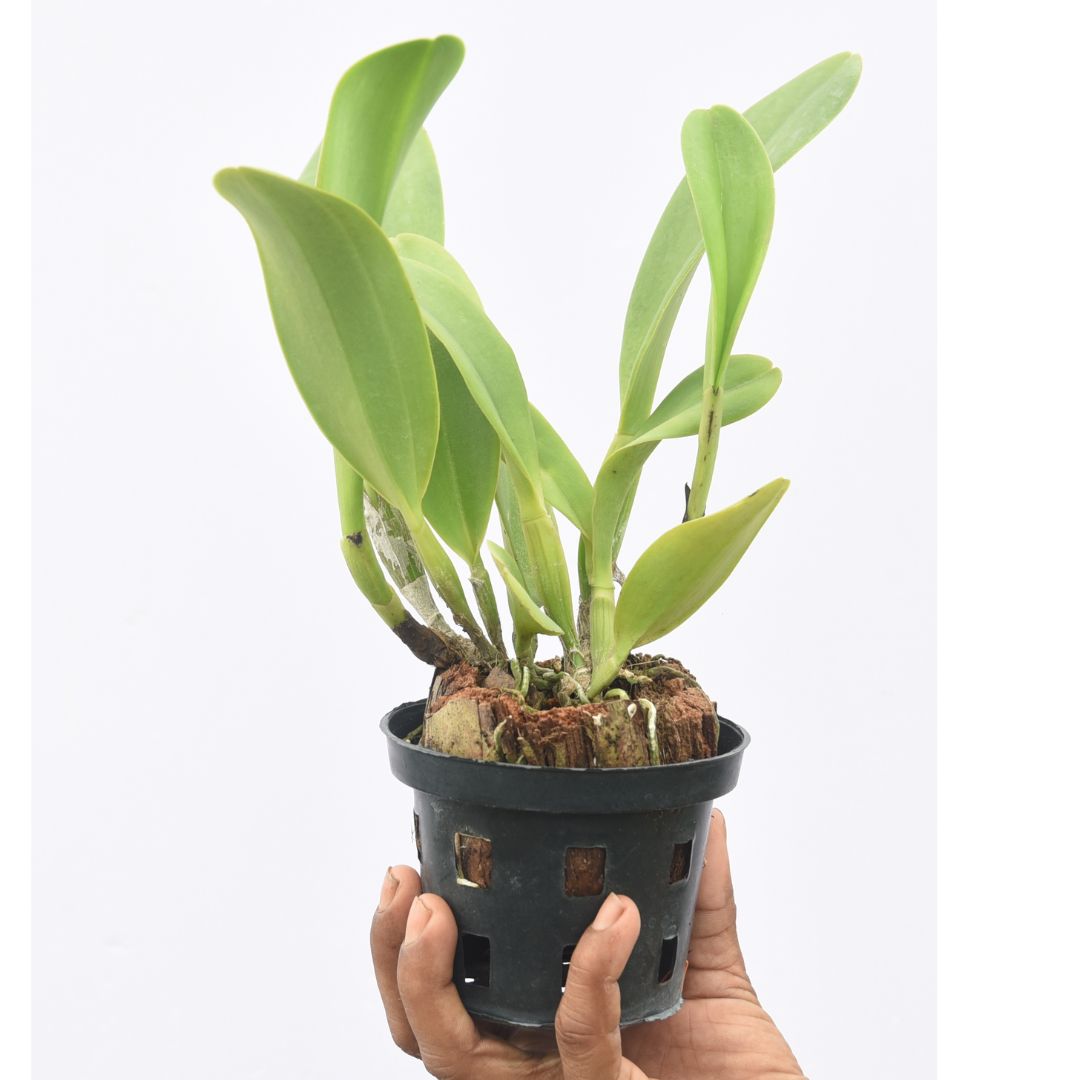 Rhyncholaeliocattleya Nakornchaisri Delight No. 3