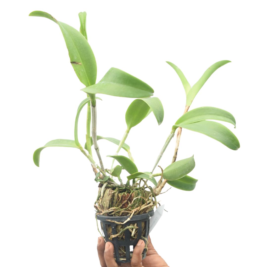 Cattleya Netrasiri Dark Prince