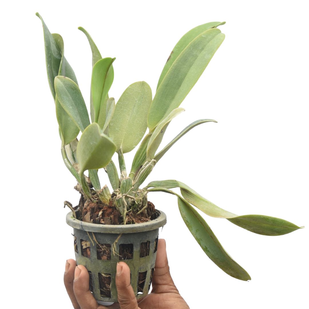 Cattleya Lucky Stike "Gold Ring"