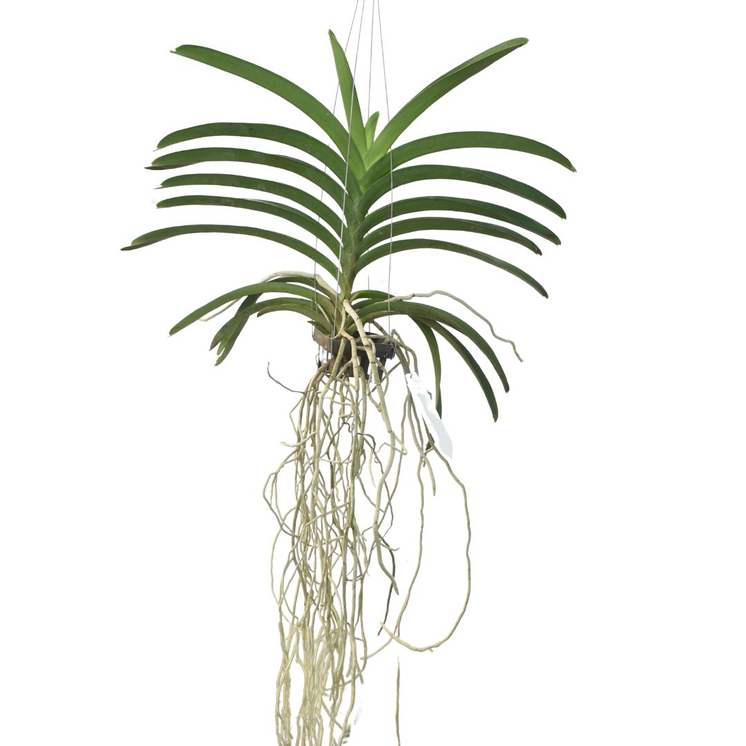 Vanda Kulvadee Fragrance '529'