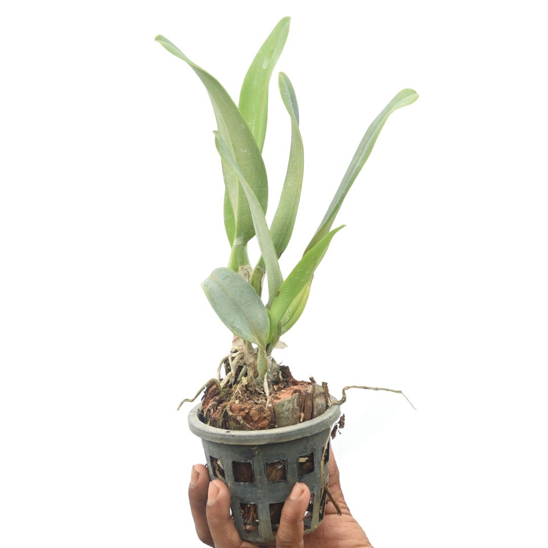 Cattleya Bonanza Queen