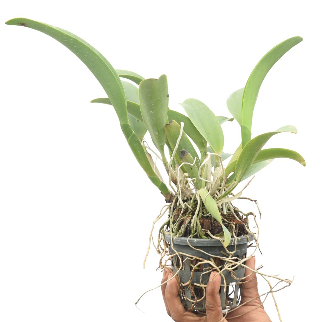 Brassocatanthe Taiwan Mermaid