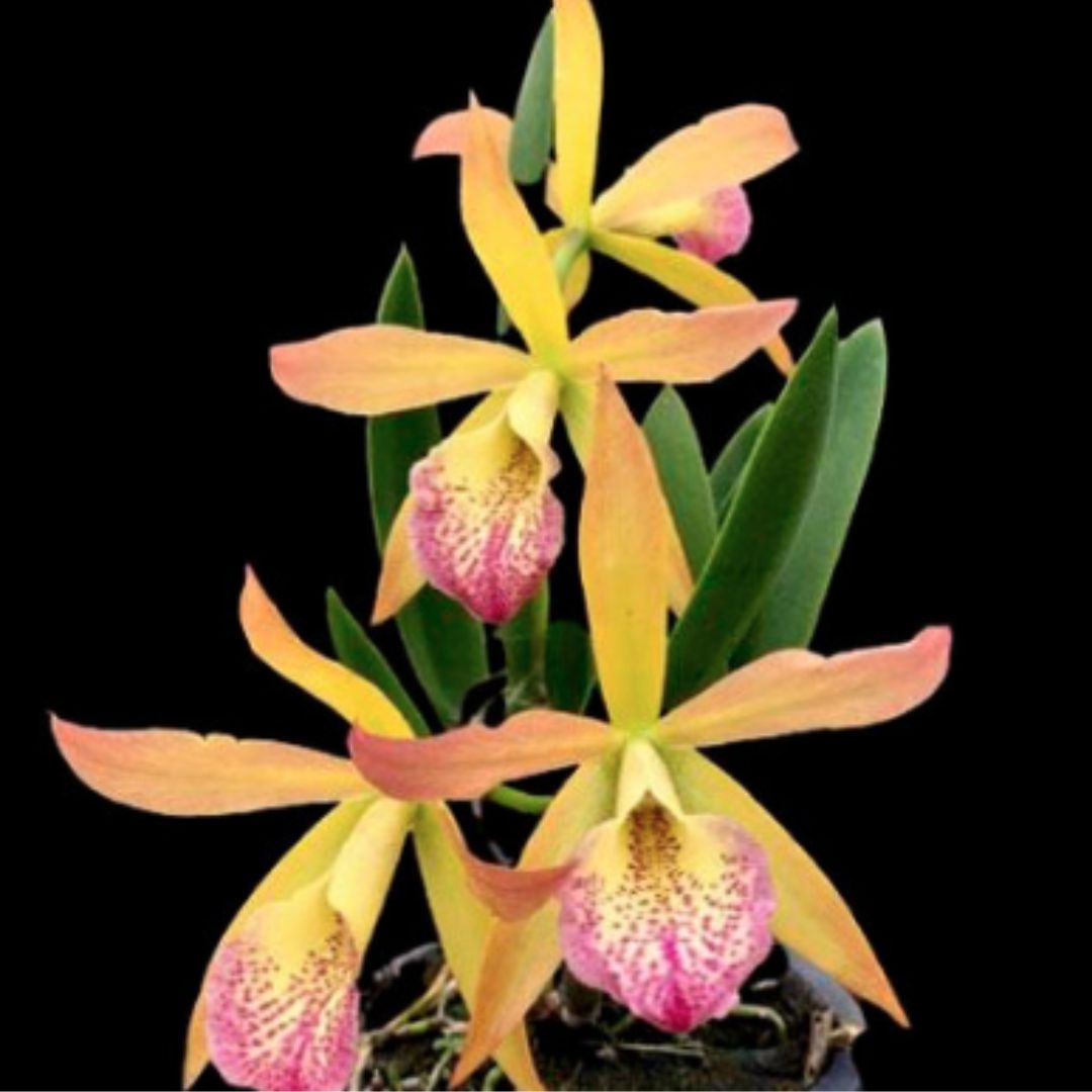 Brassocattleya Nodosa x Rustic Sport