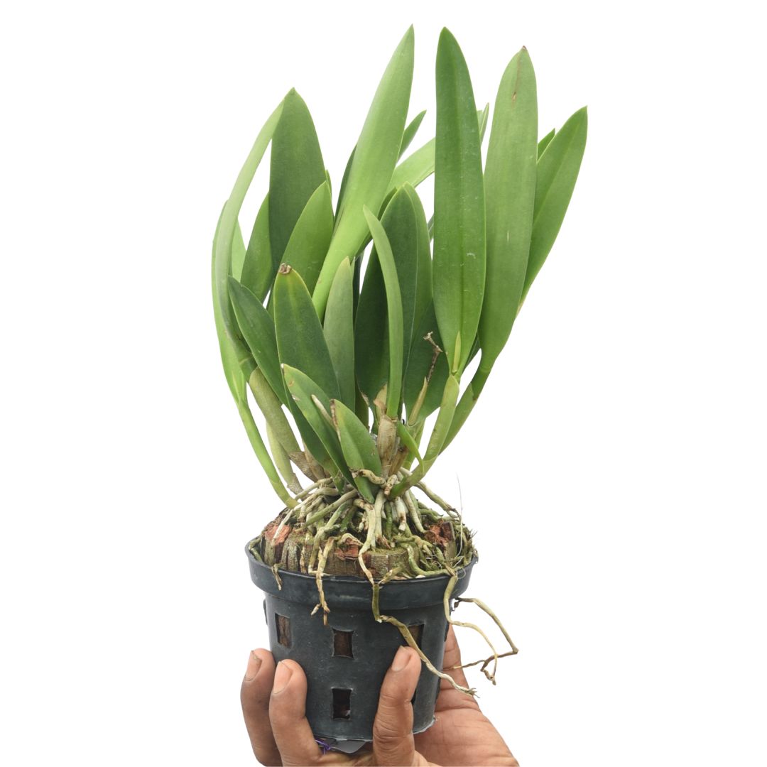 Brassocattleya Nodosa x Rustic Sport