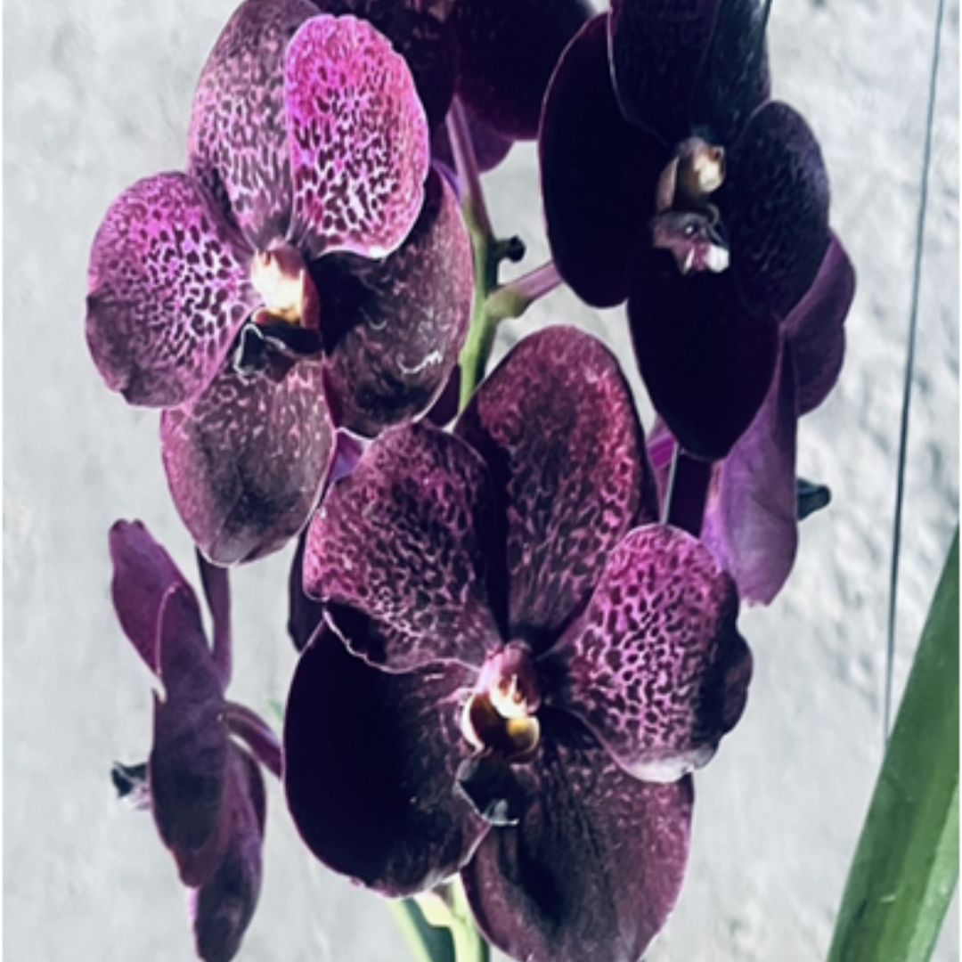 Vanda Kulvadee Fragrant x Kasem Delight Blue