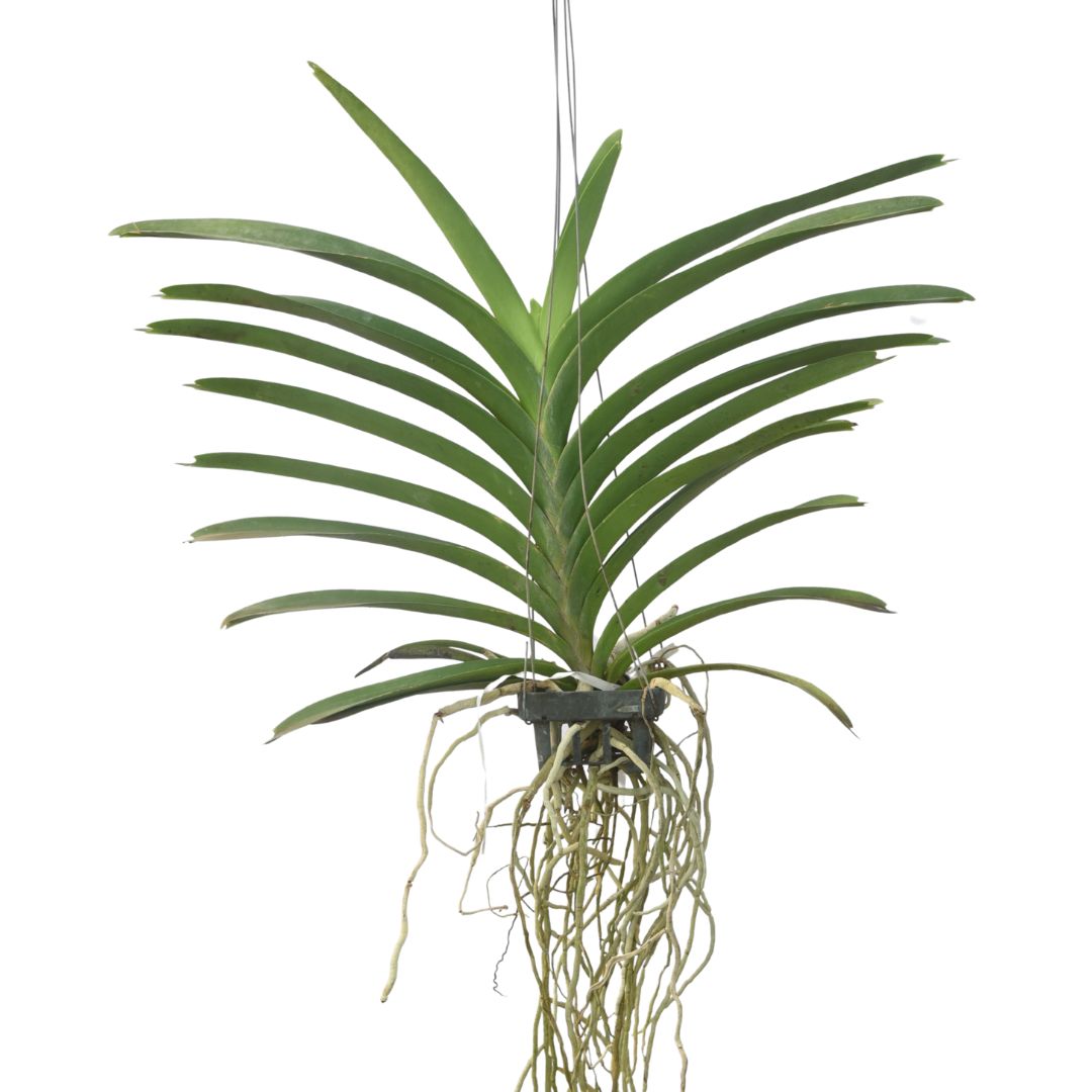 Vanda Kulvadee Fragrant x Kasem Delight Blue