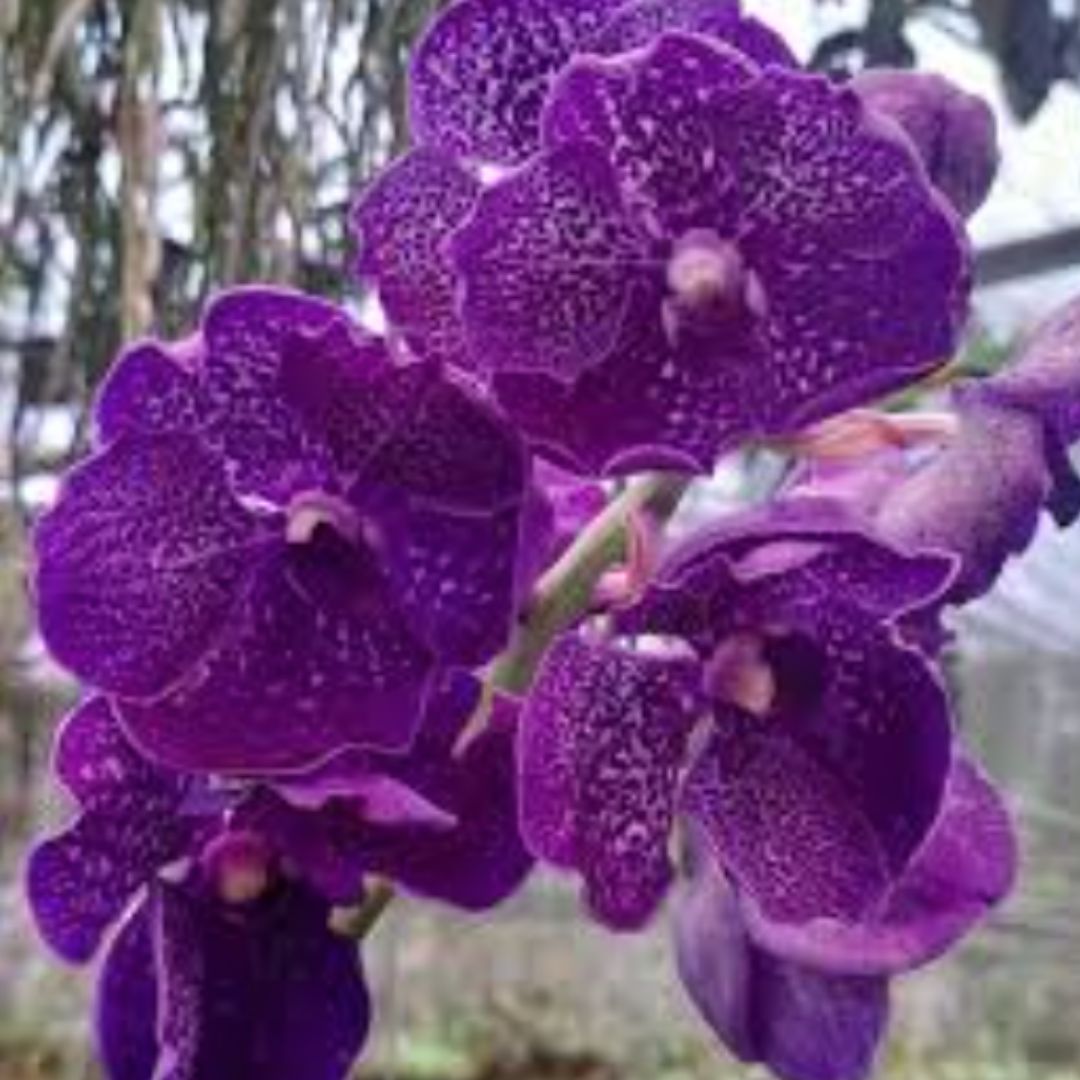 Vanda Chulee Classic x Dr. Anek x Big '136'