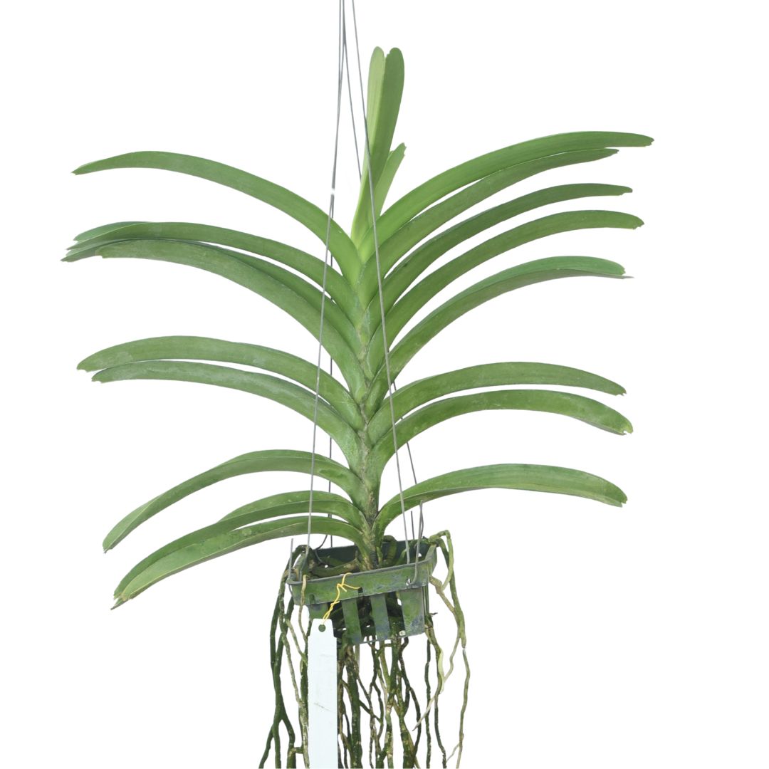 Vanda Chulee Classic x Dr. Anek x Big '136'