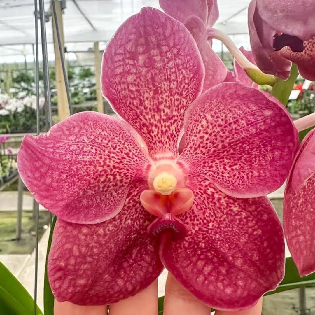 Vanda Crimson Two Tone