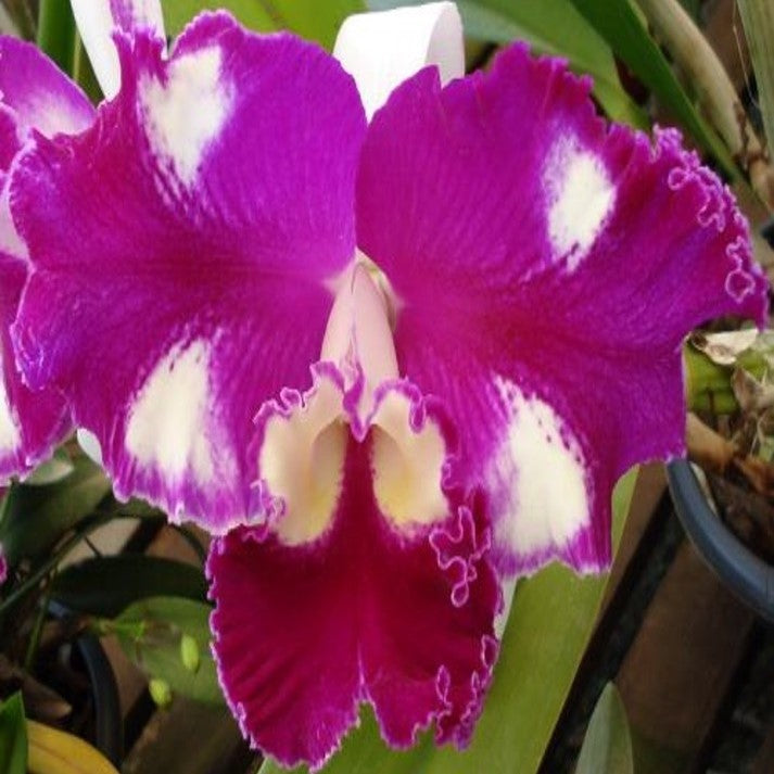 Laeliocattleya Dr. Peng X C. Lueddemanniana Cattleya orchid flower, premium orchid plant available online in India