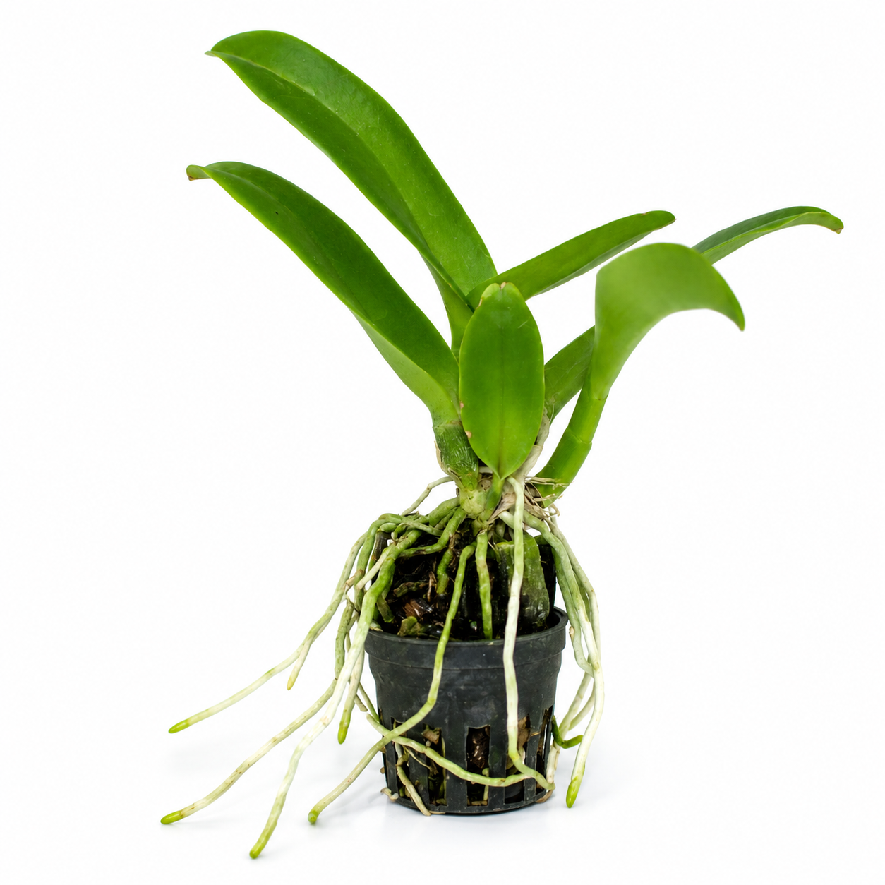 Healthy Cattleya Mikkie Nagata 'Orchidlabrary' orchid plant with lush green foliage and strong growth, available with free shipping and doorstep delivery across India.