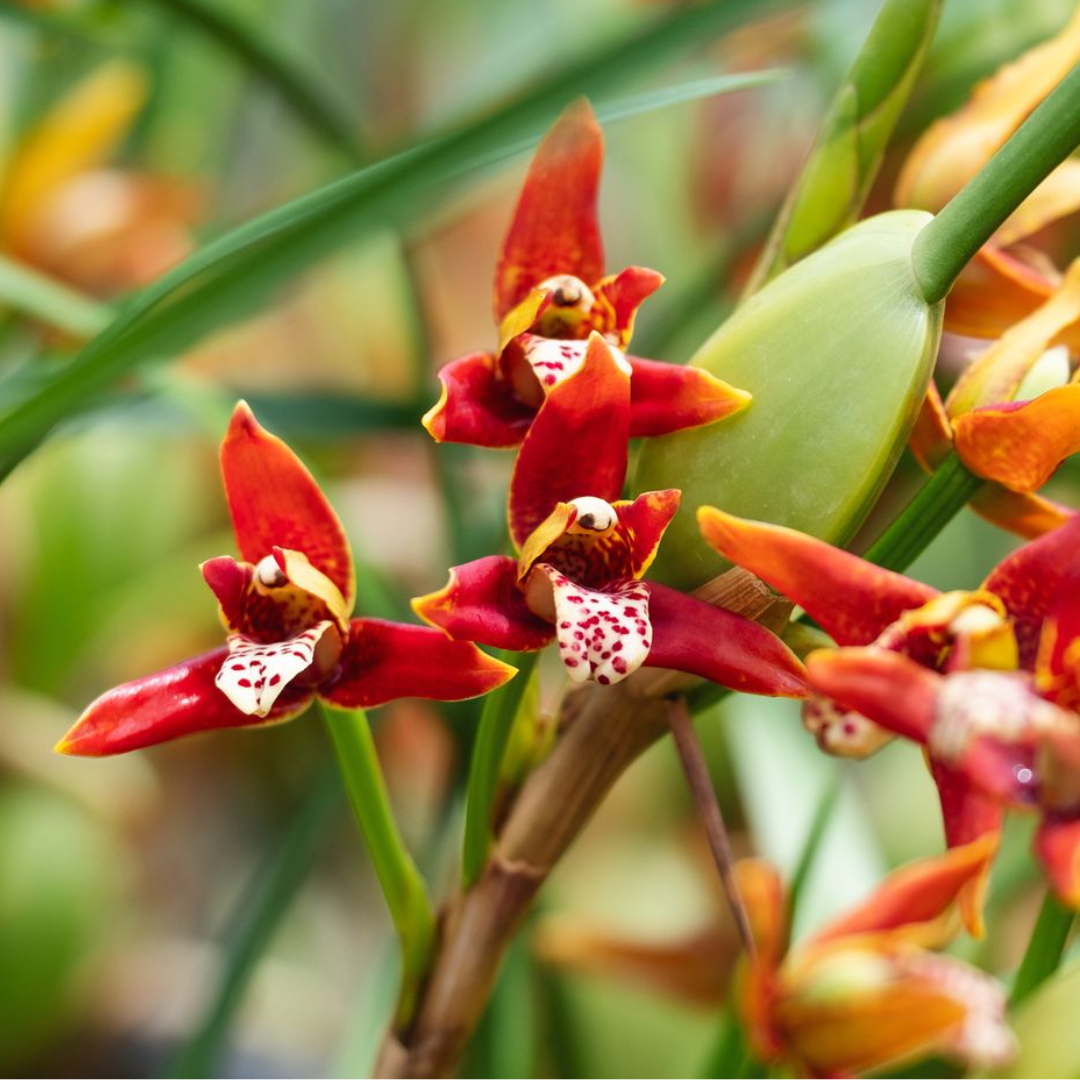 Bring the tropics indoors with the Maxillaria tenuifolia, widely known as the "Coconut Orchid". Famous for its rich fragrance of sweet coconut cream pie, this beginner-friendly beauty produces stunning, deep red-and-yellow star-shaped blooms among lush, grass-like foliage.