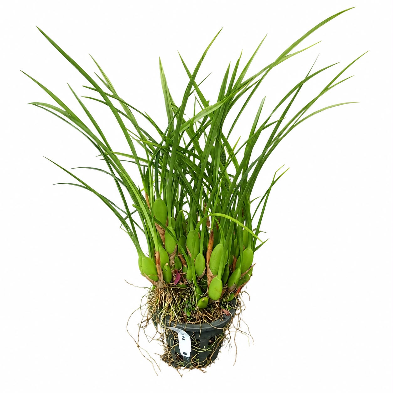 Bring the tropics indoors with the Maxillaria tenuifolia, widely known as the "Coconut Orchid". Famous for its rich fragrance of sweet coconut cream pie, this beginner-friendly beauty produces stunning, deep red-and-yellow star-shaped blooms among lush, grass-like foliage.